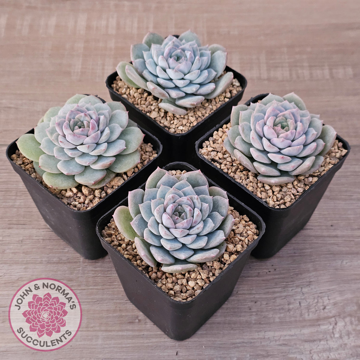 Echeveria 'Snow Pearl'
