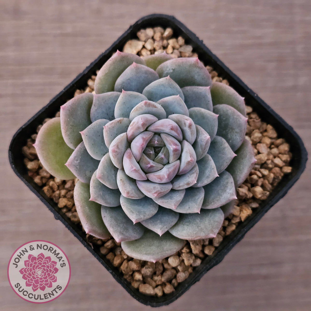 Echeveria 'Snow Pearl'