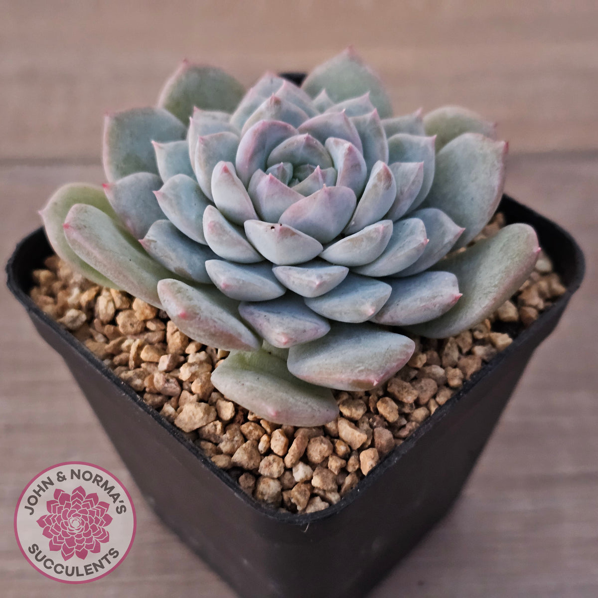 Echeveria 'Snow Pearl'