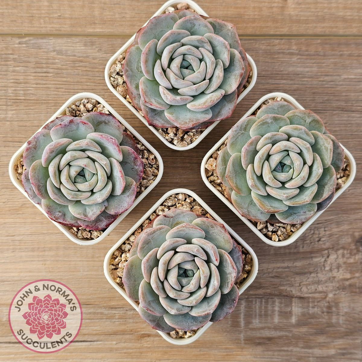 Echeveria 'Snow Pudding'