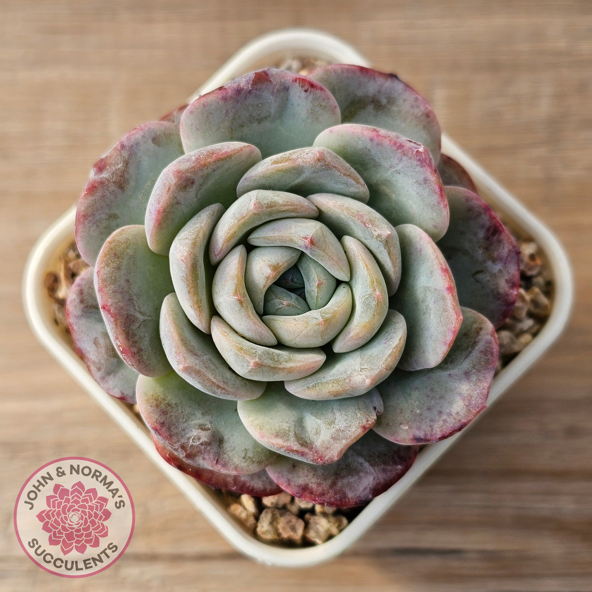 Echeveria 'Snow Pudding'