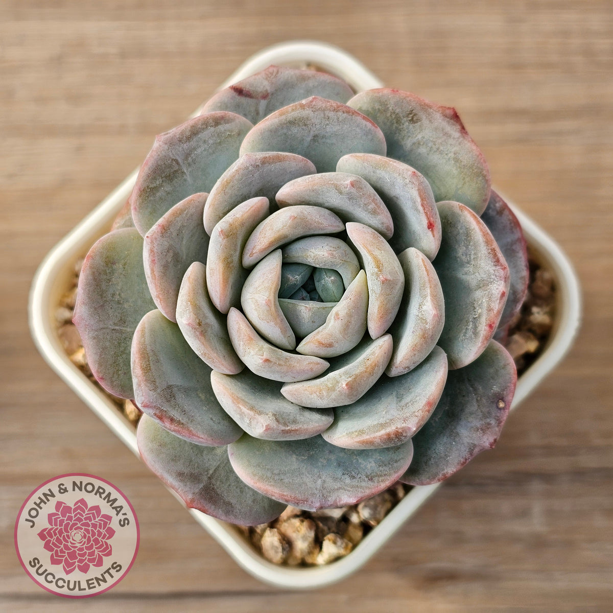 Echeveria 'Snow Pudding'
