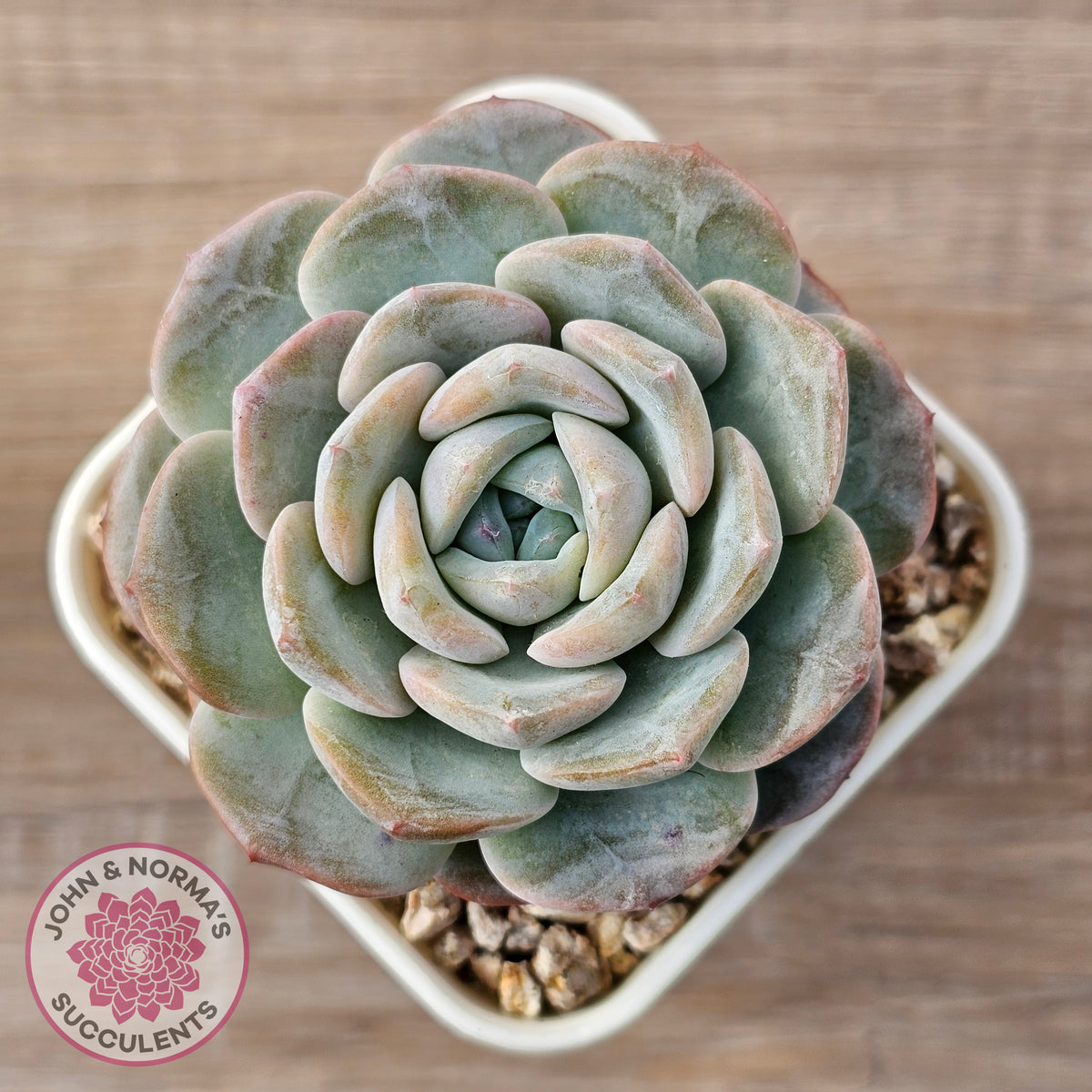 Echeveria 'Snow Pudding'