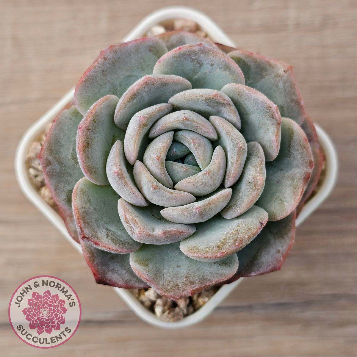 Echeveria 'Snow Pudding'