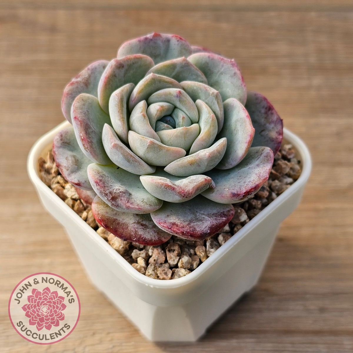 Echeveria 'Snow Pudding'