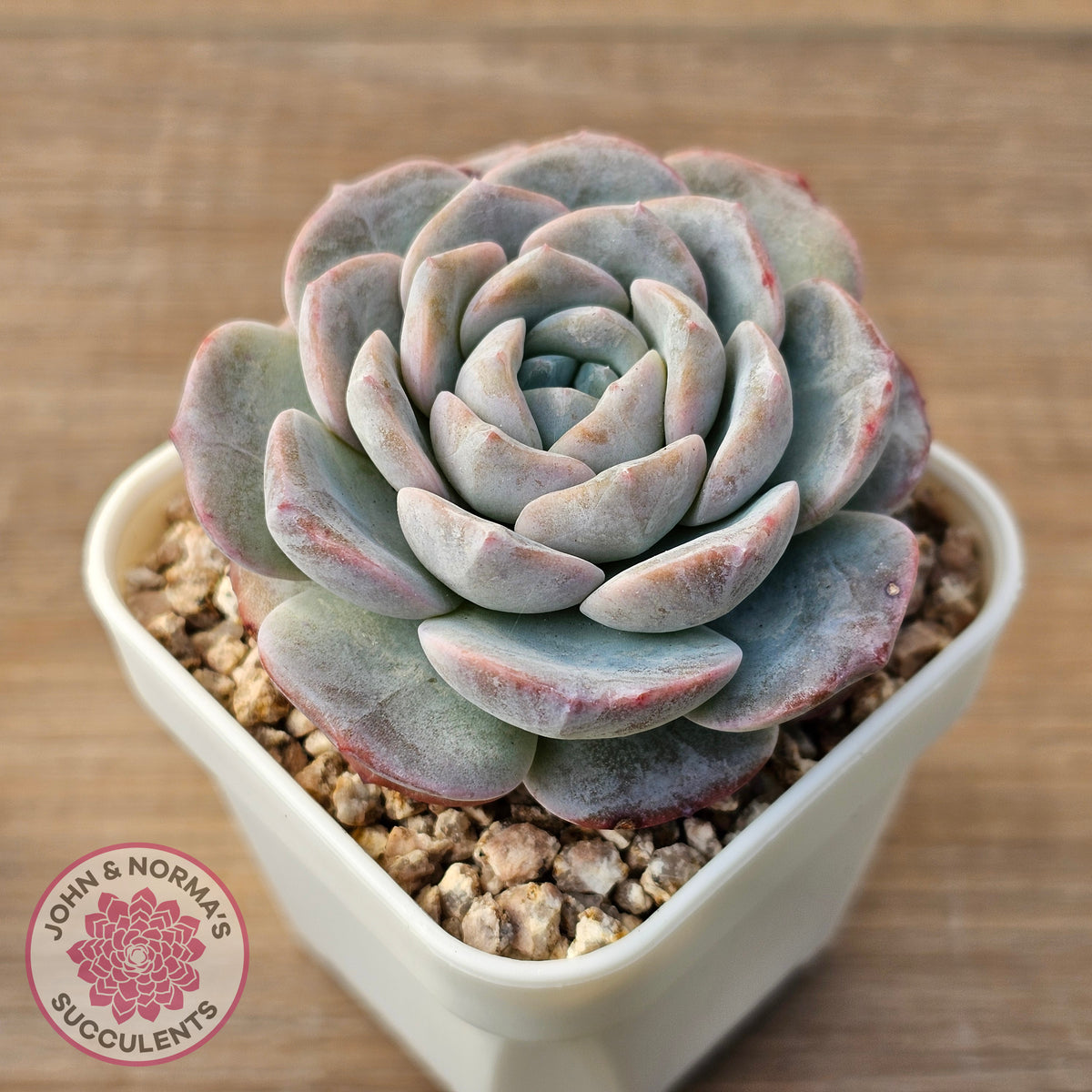 Echeveria 'Snow Pudding'