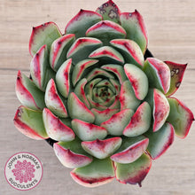 Load image into Gallery viewer, Echeveria 'Soul Heart' - Lg