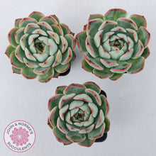 Load image into Gallery viewer, Echeveria 'Soul Heart'
