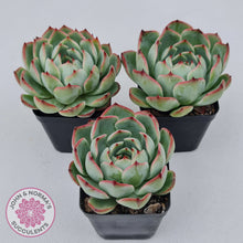 Load image into Gallery viewer, Echeveria 'Soul Heart'