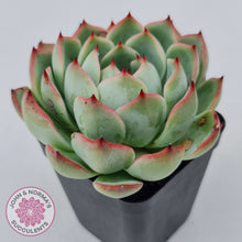 Load image into Gallery viewer, Echeveria 'Soul Heart'