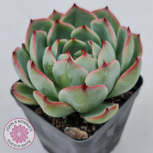 Load image into Gallery viewer, Echeveria 'Soul Heart'