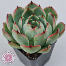 Load image into Gallery viewer, Echeveria 'Soul Heart'