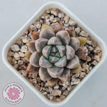 Load image into Gallery viewer, Echeveria 'Star Valley' - John & Norma's Succulents Australia