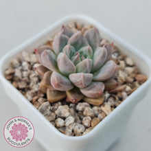 Load image into Gallery viewer, Echeveria 'Star Valley' - John & Norma's Succulents Australia