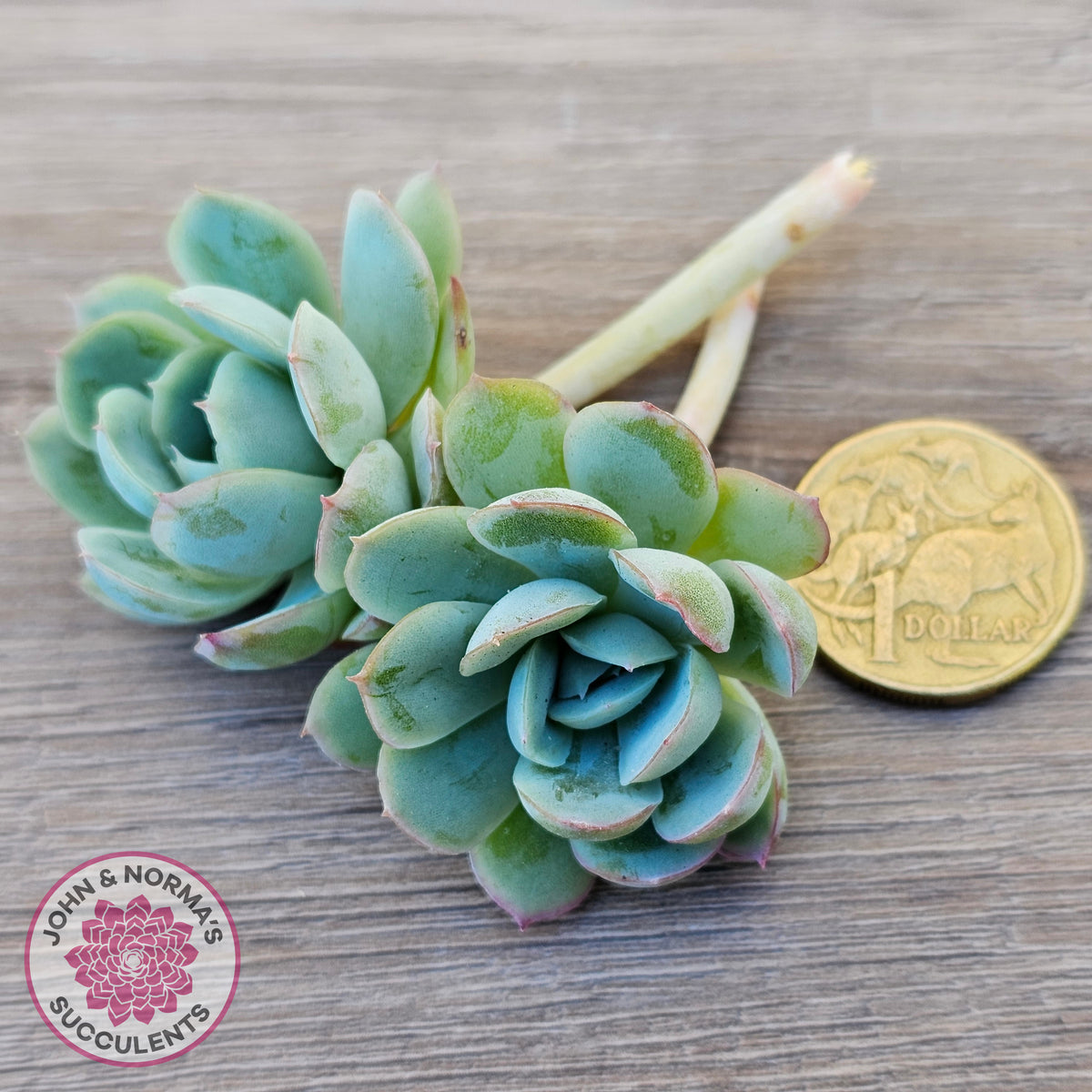 Echeveria 'Strawberry Ice' Cuttings