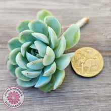 Load image into Gallery viewer, Echeveria 'Strawberry Ice' Cuttings