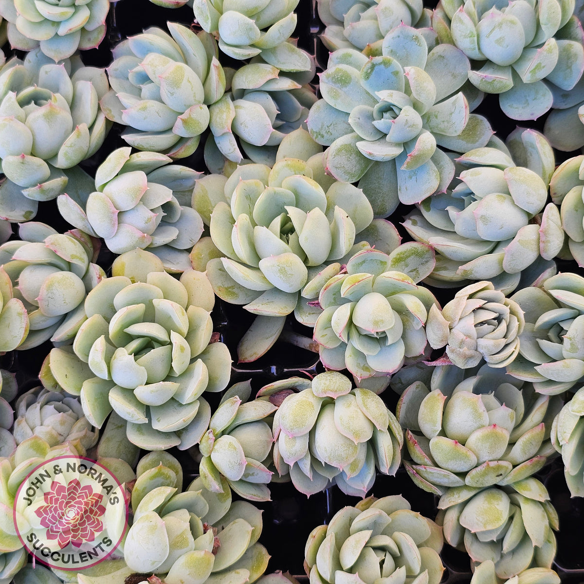 Echeveria 'Strawberry Ice' Cuttings