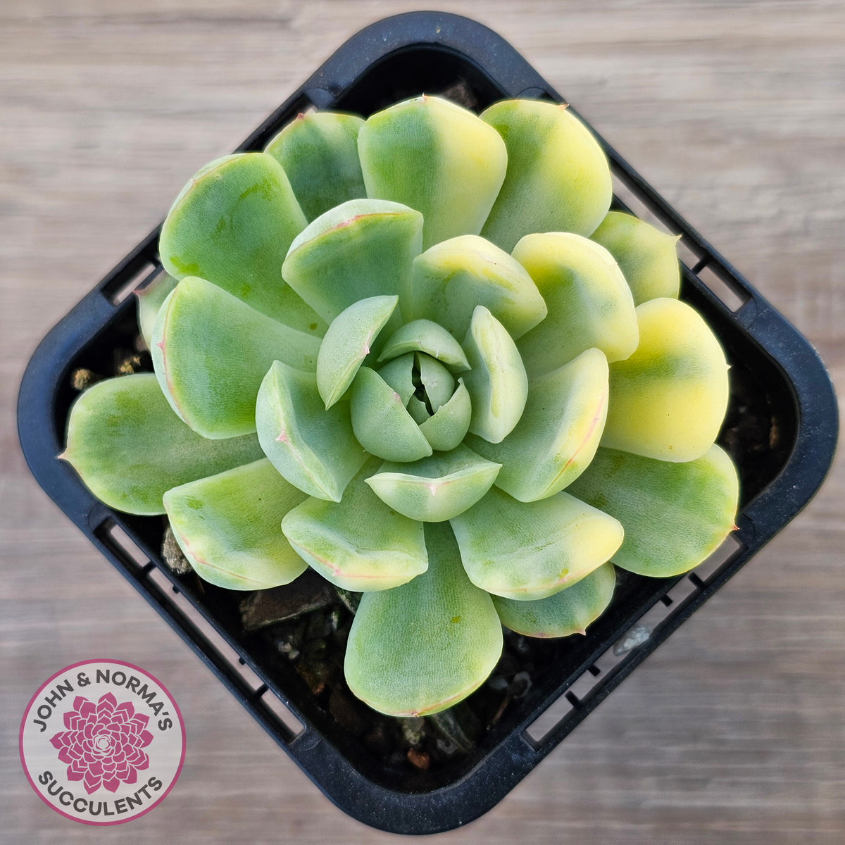 Echeveria 'Strawberry Ice' Variegata
