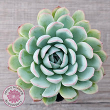 Load image into Gallery viewer, Echeveria 'Strawberry Ice'