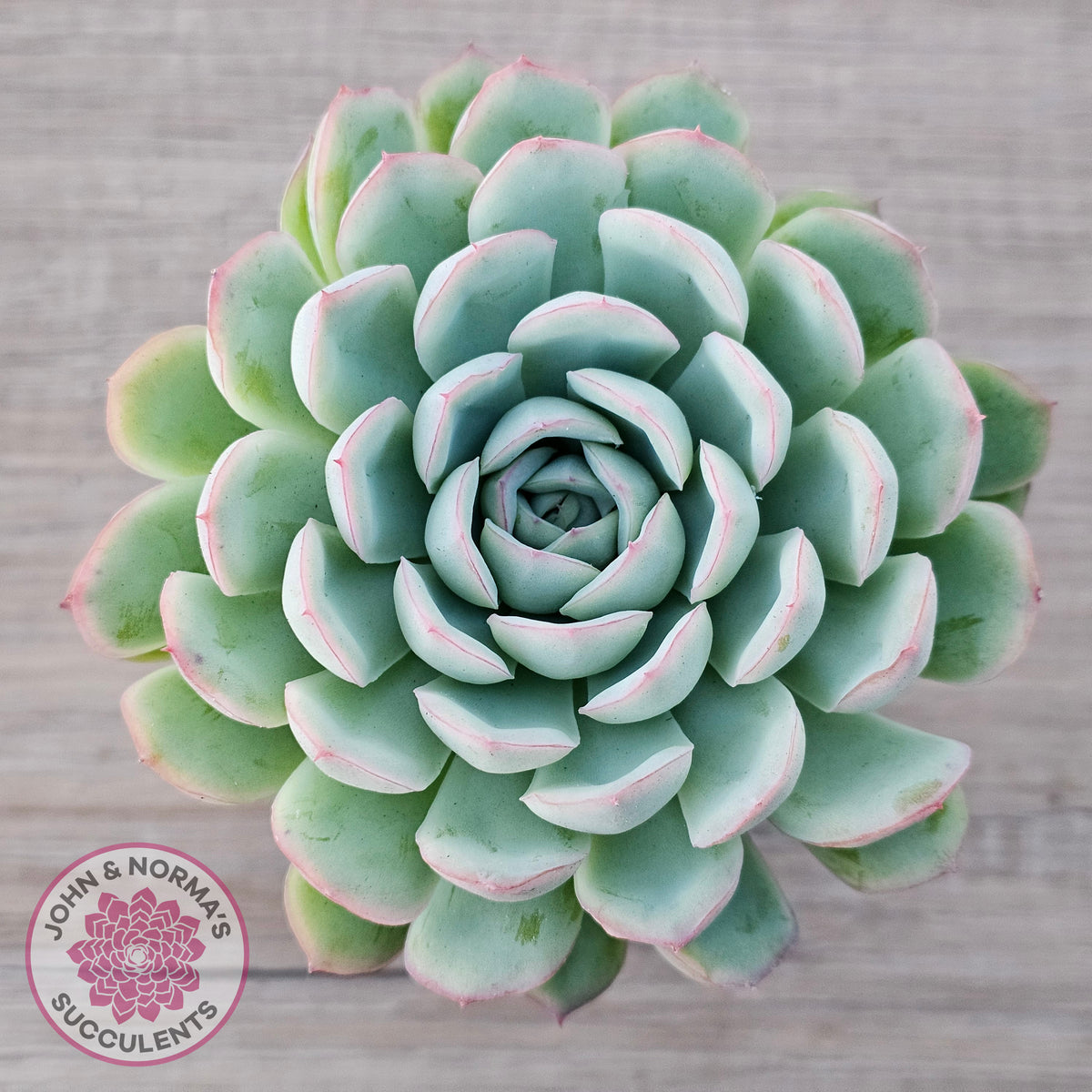 Echeveria 'Strawberry Ice'
