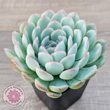 Load image into Gallery viewer, Echeveria 'Strawberry Ice'