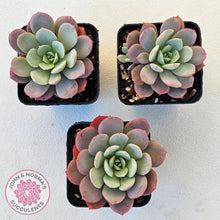 Load image into Gallery viewer, Echeveria Subcorymbosa Lau 026 - John & Norma's Succulents Australia