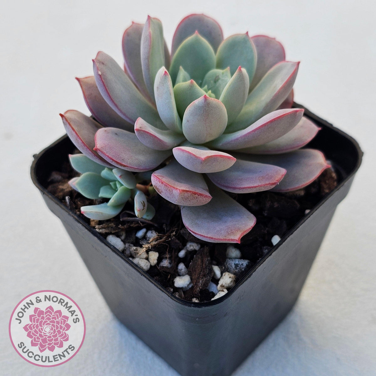 Echeveria Subcorymbosa Lau 026