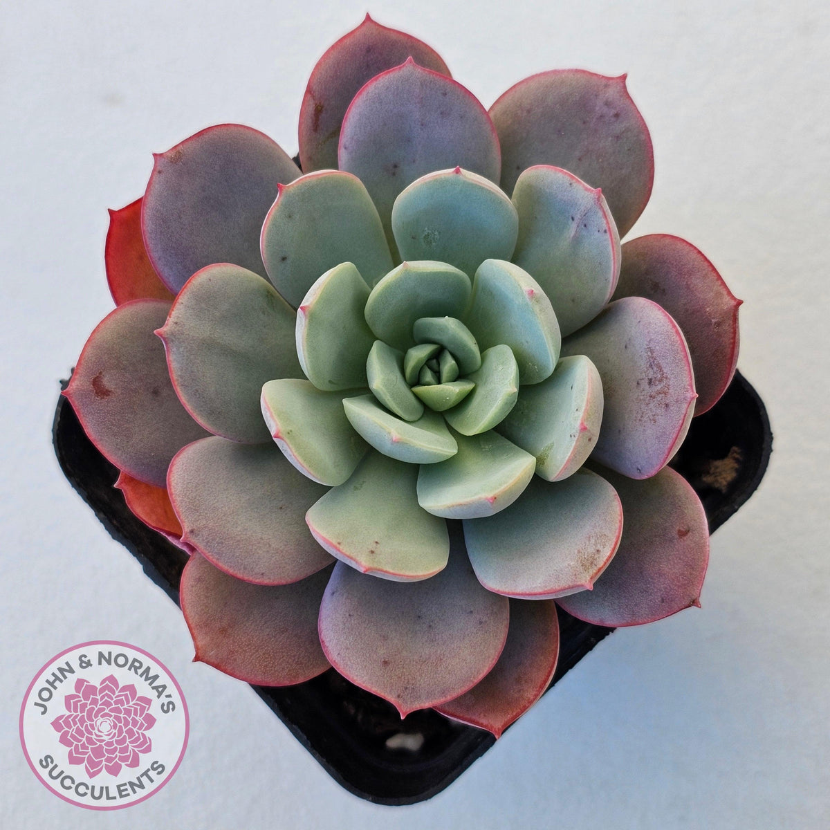 Echeveria Subcorymbosa Lau 026