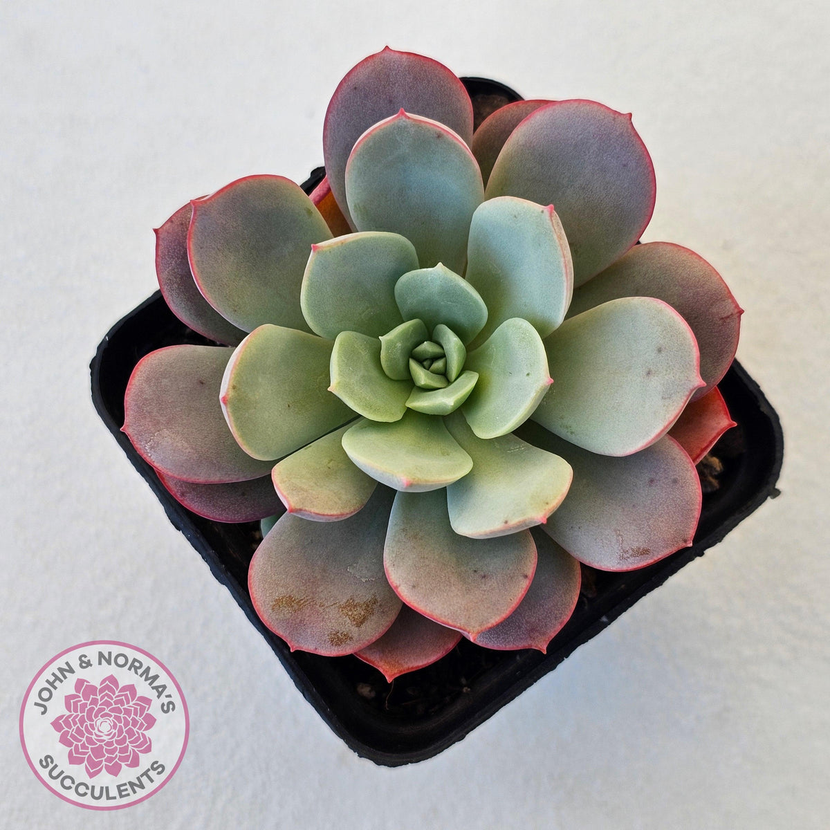 Echeveria Subcorymbosa Lau 026