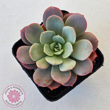 Load image into Gallery viewer, Echeveria Subcorymbosa Lau 026 - John & Norma's Succulents Australia