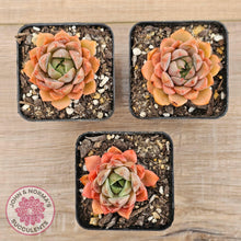 Load image into Gallery viewer, Echeveria 'Summer Dream' - John & Norma's Succulents Australia