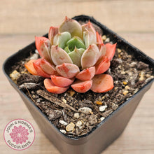 Load image into Gallery viewer, Echeveria 'Summer Dream' - John & Norma's Succulents Australia