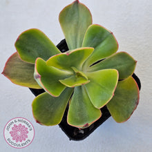 Load image into Gallery viewer, Echeveria Sunset Peony Variegated