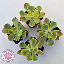 Load image into Gallery viewer, Echeveria Sunset Peony Variegated