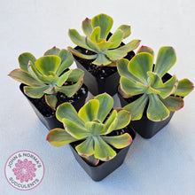 Load image into Gallery viewer, Echeveria Sunset Peony Variegated