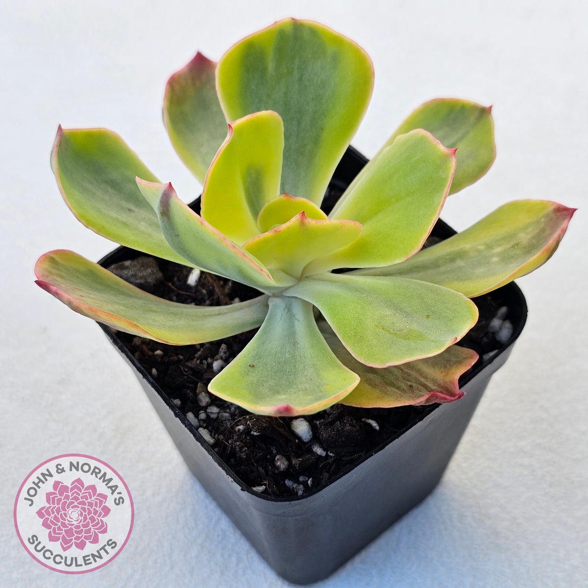 Echeveria Sunset Peony Variegated