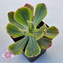 Load image into Gallery viewer, Echeveria Sunset Peony Variegated