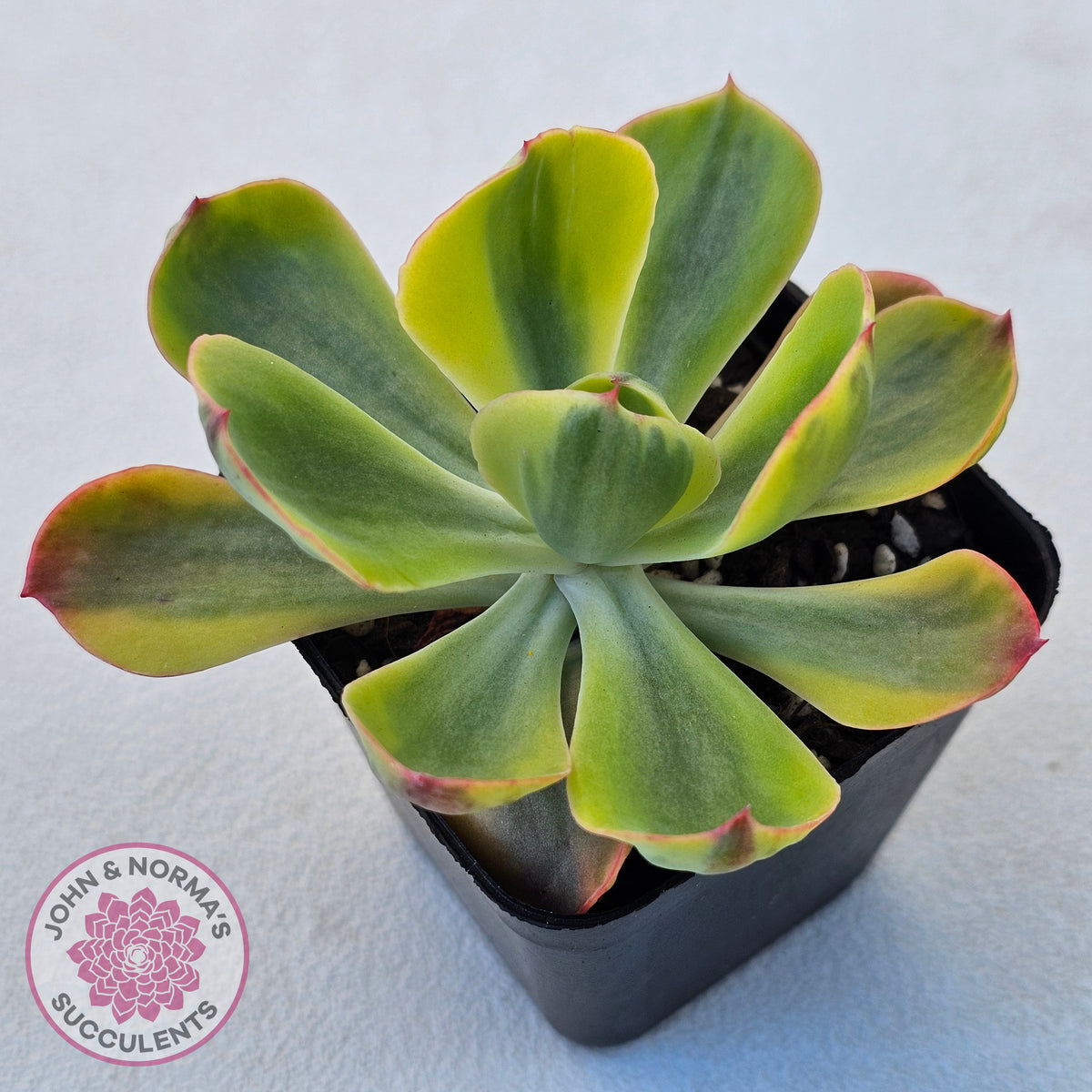 Echeveria Sunset Peony Variegated