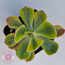 Load image into Gallery viewer, Echeveria Sunset Peony Variegated