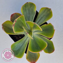 Load image into Gallery viewer, Echeveria Sunset Peony Variegated