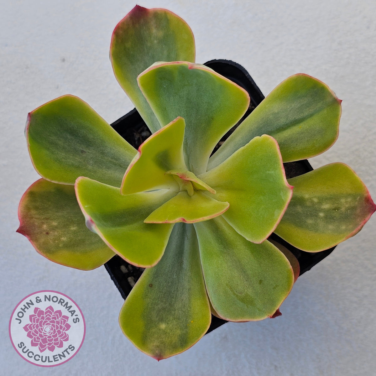Echeveria Sunset Peony Variegated