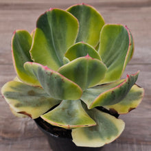 Load image into Gallery viewer, Echeveria Sunset Peony Variegated