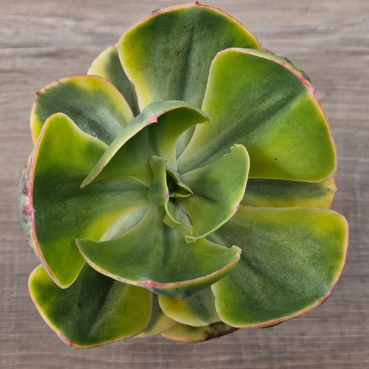 Echeveria Sunset Peony Variegated