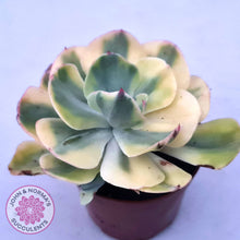 Load image into Gallery viewer, Echeveria Sunset Peony Variegated