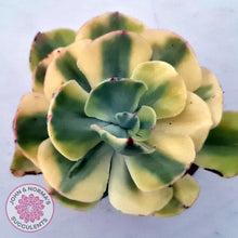 Load image into Gallery viewer, Echeveria Sunset Peony Variegated