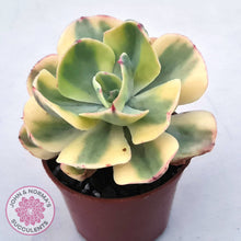 Load image into Gallery viewer, Echeveria Sunset Peony Variegated