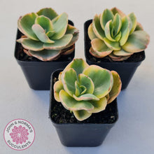 Load image into Gallery viewer, Echeveria Suyuon Variegated - Yellow Variegation - John & Norma's Succulents Australia