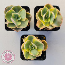 Load image into Gallery viewer, Echeveria Suyuon Variegated - Yellow Variegation - John & Norma's Succulents Australia