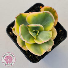 Load image into Gallery viewer, Echeveria Suyuon Variegated - Yellow Variegation - John & Norma's Succulents Australia