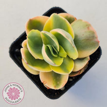 Load image into Gallery viewer, Echeveria Suyuon Variegated - Yellow Variegation - John & Norma's Succulents Australia